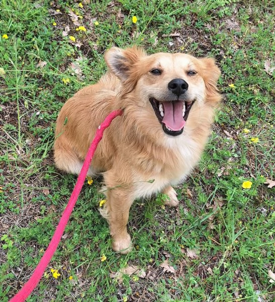 Plinio 2 anni Taglia piccola  | Foto 4