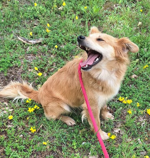 Plinio 2 anni Taglia piccola  | Foto 3