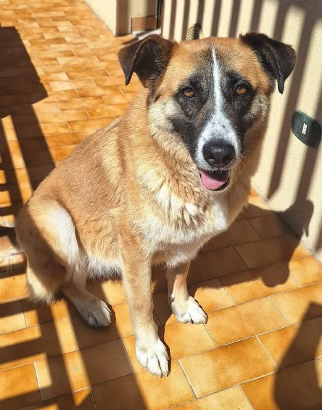 Ambra 4 anni Taglia grande | Foto 1