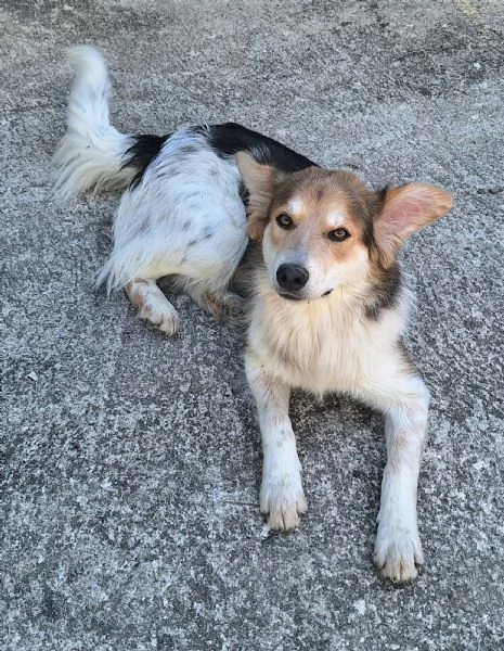 Kaan 8 mesi mix border collie  | Foto 4