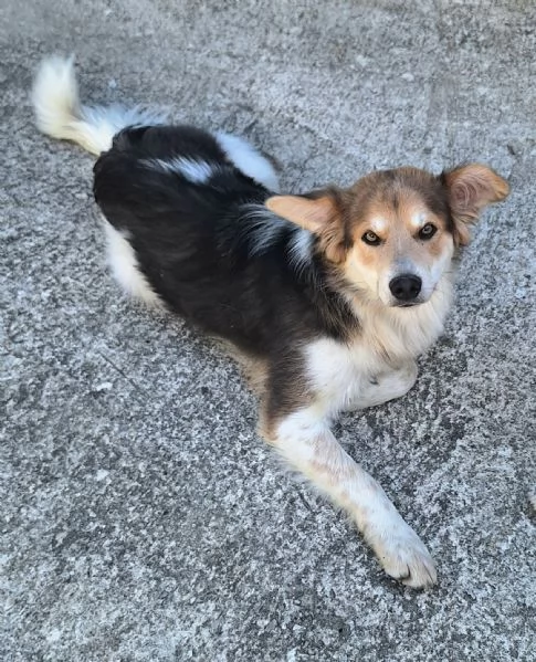 Kaan 8 mesi mix border collie 