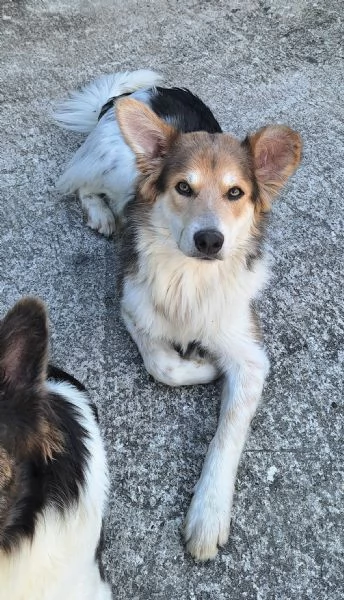 Kaan 8 mesi mix border collie  | Foto 0