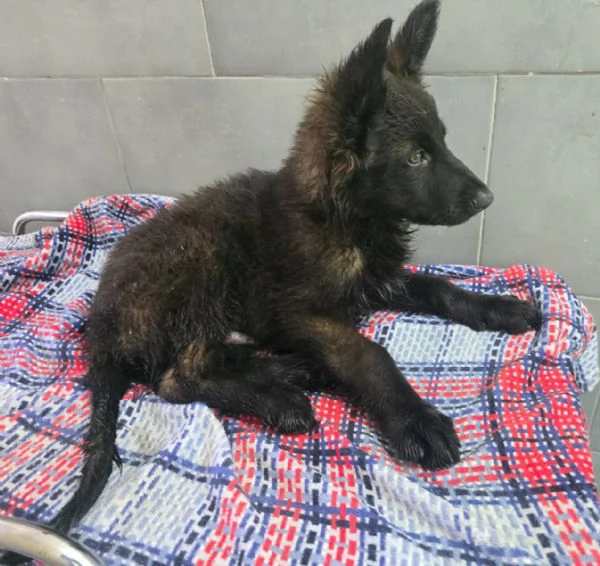 Mustafagrave 2 mesi mix pastore tedesco  | Foto 1