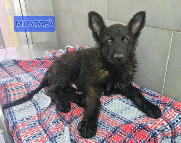 Mustafagrave 2 mesi mix pastore tedesco 