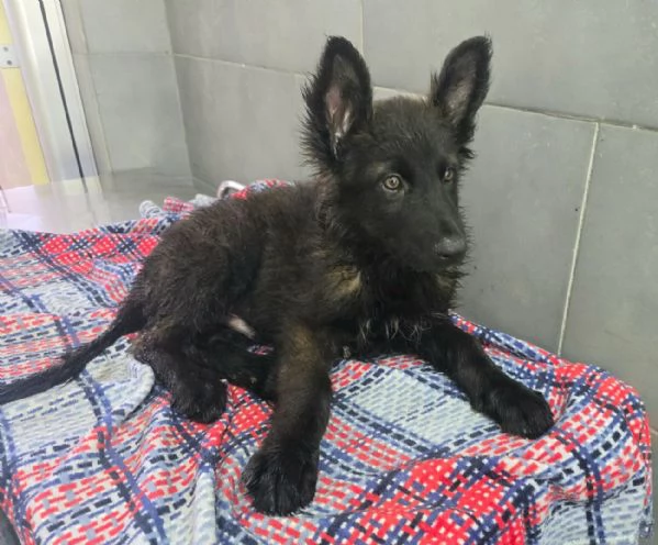 Mustafagrave 2 mesi mix pastore tedesco  | Foto 0