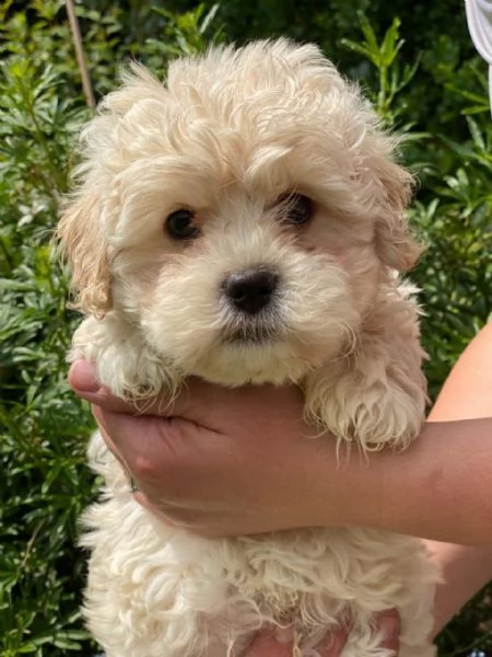 cuccioli disponibili di maltipoo toy  | Foto 0
