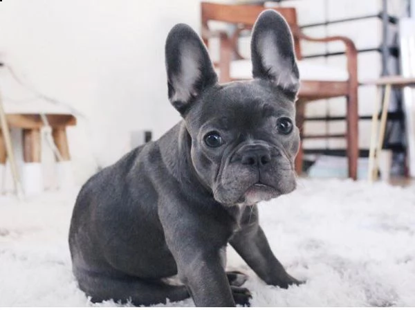 cuccioli bulldog francese