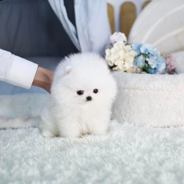 cucciolo di volpino pomerania toy maschio e femmina