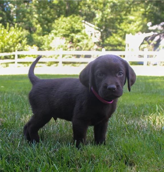 cuccioli labrador retriever