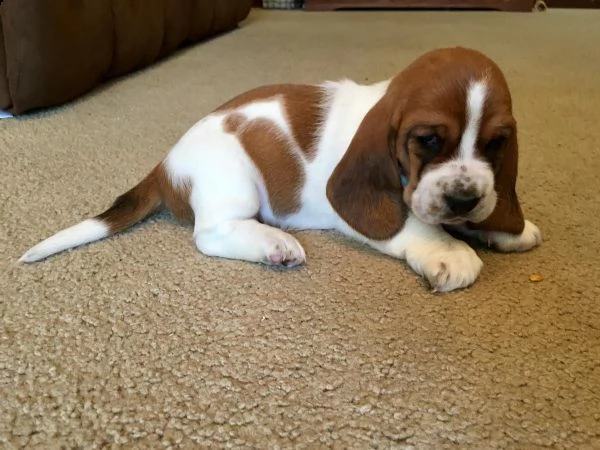 cucciolata bassethound di alta genealogia