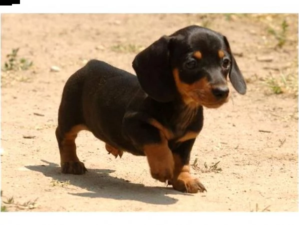 vendita disponibili cuccioli bassotto pelo corto