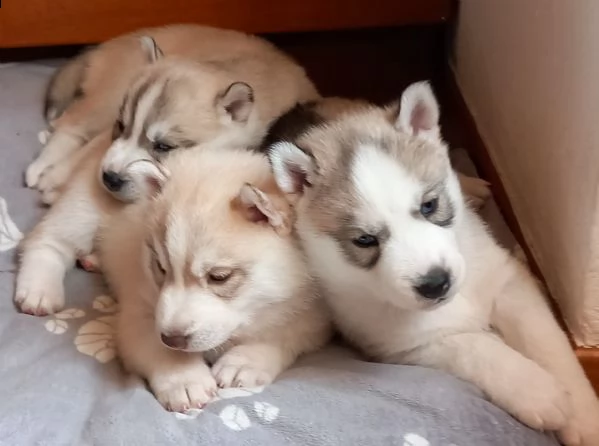cuccioli siberian husky con pedigree 