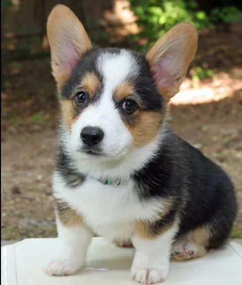 cuccioli di cardigan welsh corgi con pedigree esenzione da patologie genetiche dei genitori vaccin