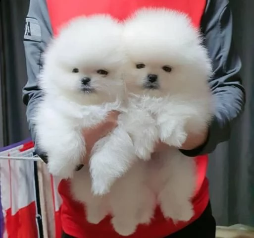 cuccioli di pomerania mini toy