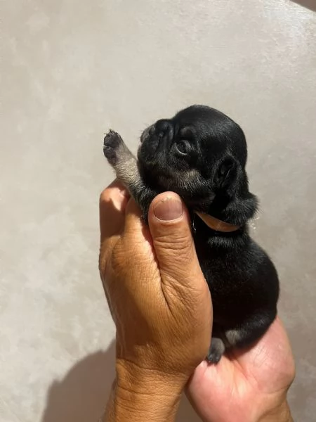 cuccioli bulldog francese | Foto 6