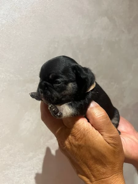 cuccioli bulldog francese | Foto 5