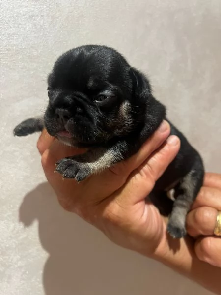 cuccioli bulldog francese | Foto 1