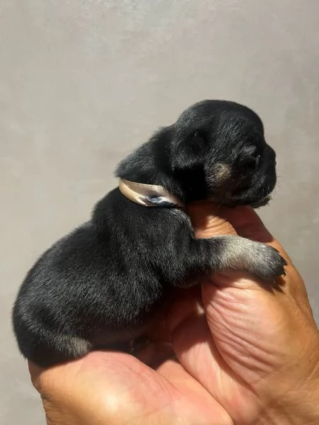 cuccioli bulldog francese | Foto 0
