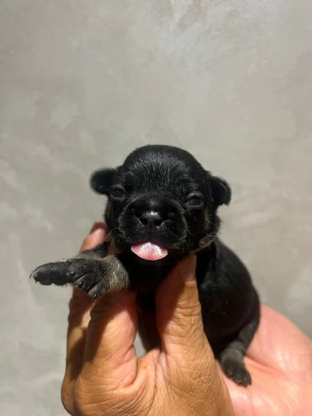 CUCCIOLI BULLDOG FRANCESE | Foto 5