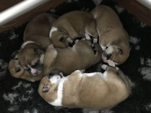 prenotazione cuccioli di akita | Foto 6