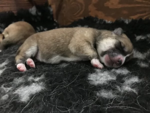 prenotazione cuccioli di akita | Foto 4