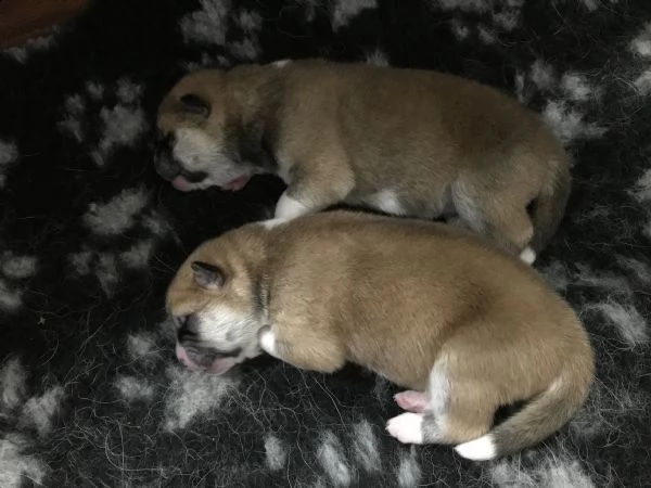 prenotazione cuccioli di akita | Foto 3