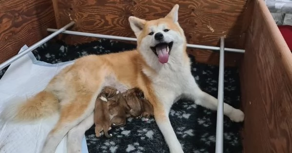 prenotazione cuccioli di akita | Foto 2