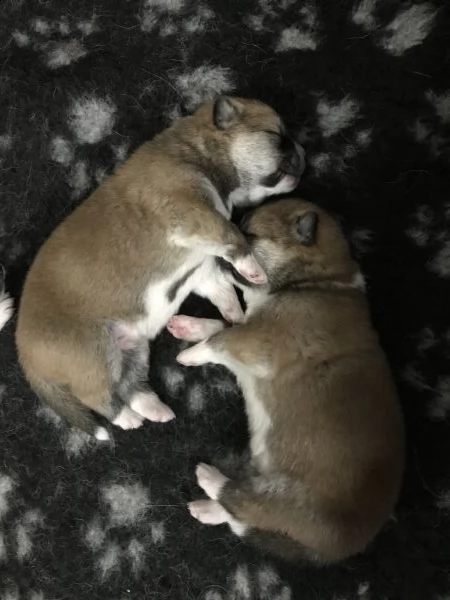 prenotazione cuccioli di akita | Foto 1