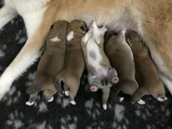 prenotazione cuccioli di akita | Foto 0