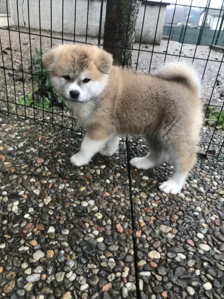 ultimo cucciolo di akita disponibile | Foto 6