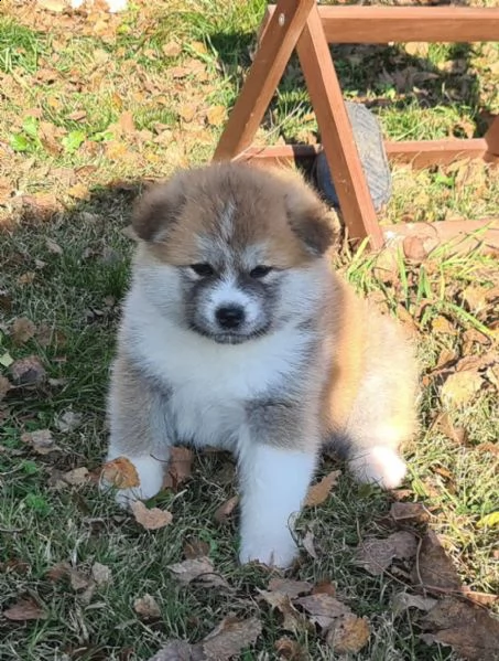 ultimo cucciolo di akita disponibile | Foto 5