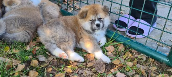 ultimo cucciolo di akita disponibile | Foto 4