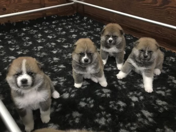 ultimo cucciolo di akita disponibile | Foto 1