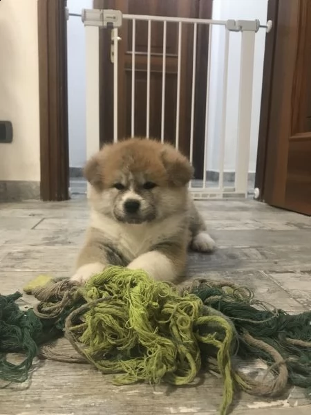 ultimo cucciolo di akita disponibile | Foto 0