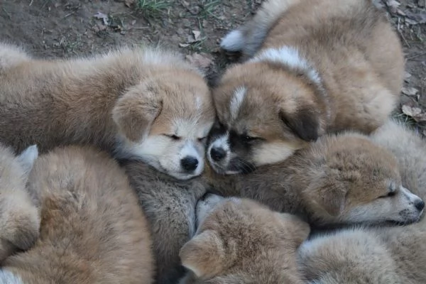 Cuccioli di AKITA INU | Foto 4