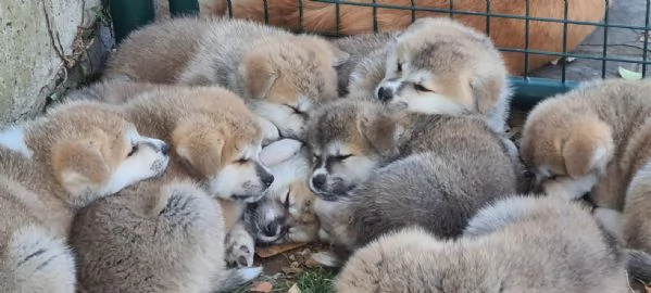 Prenotazioni cuccioli di AKITA INU | Foto 6