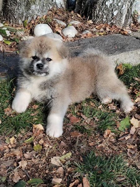 Prenotazioni cuccioli di AKITA INU | Foto 5