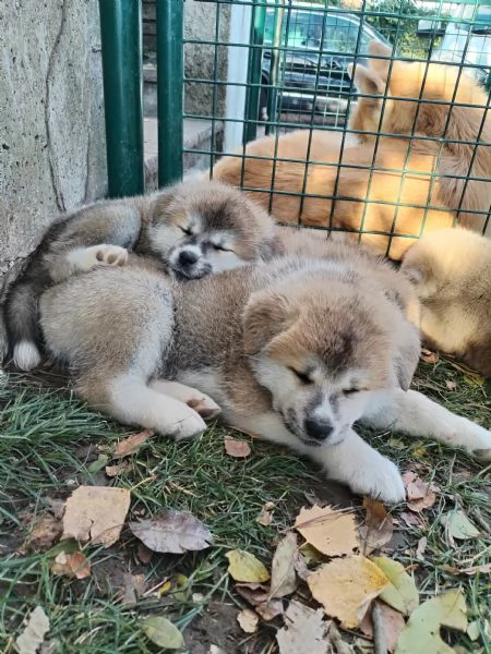 Prenotazioni cuccioli di AKITA INU | Foto 4
