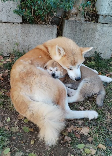 Prenotazioni cuccioli di AKITA INU | Foto 3