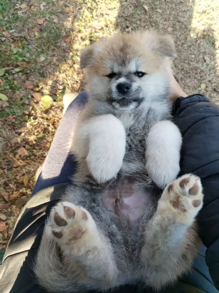 Prenotazioni cuccioli di AKITA INU | Foto 2