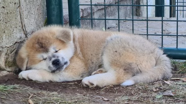 Prenotazioni cuccioli di AKITA INU