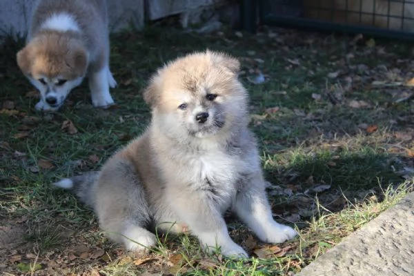 Prenotazioni cuccioli di AKITA INU | Foto 0