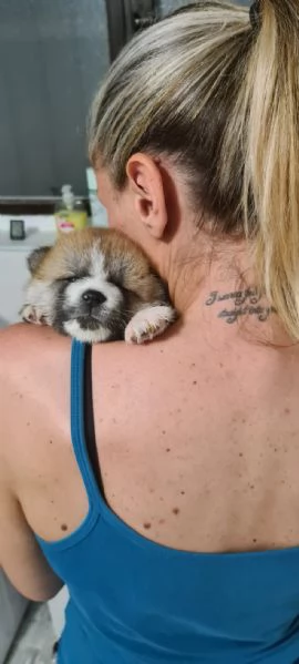 Cuccioli di AKITA INU | Foto 2