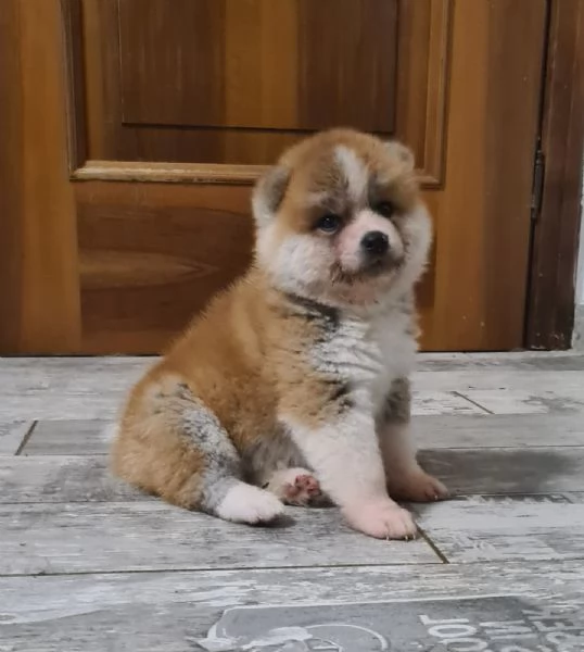 Cuccioli di AKITA INU