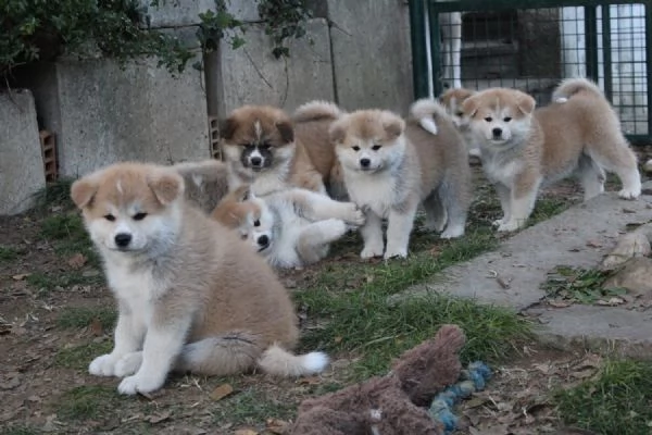 Cuccioli di AKITA INU | Foto 2