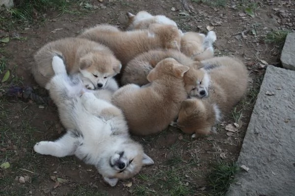 Cuccioli di AKITA INU | Foto 1