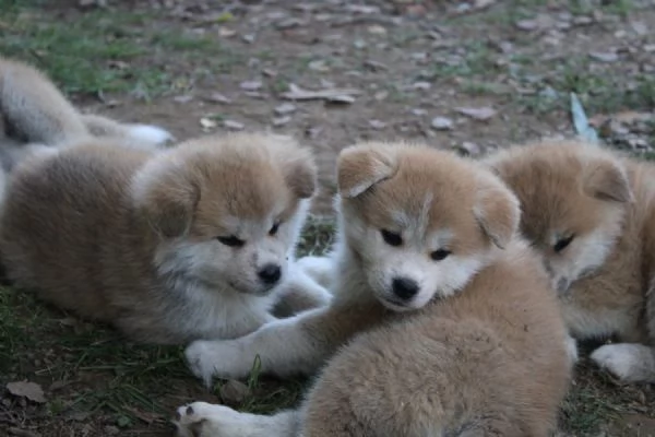 Cuccioli di AKITA INU | Foto 0