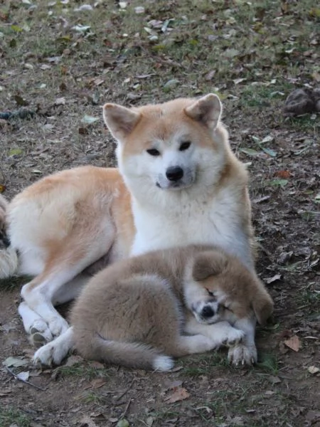 Cuccioli di AKITA prenotazioni disponibili 