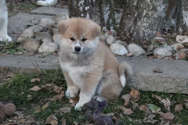 Cuccioli di AKITA prenotazioni disponibili  | Foto 1