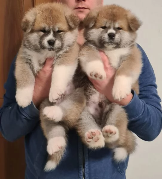 Prenotazioni CUCCIOLI DI AKITA Lombardia | Foto 1